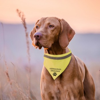 Šuns apykaklė su atšvaitu